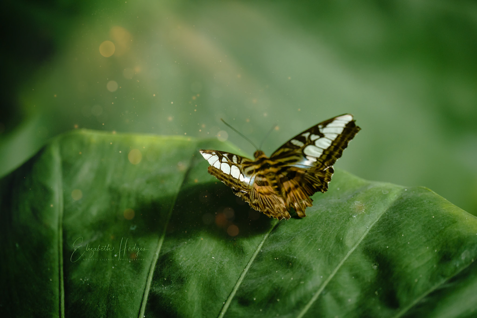 Blue Clipper