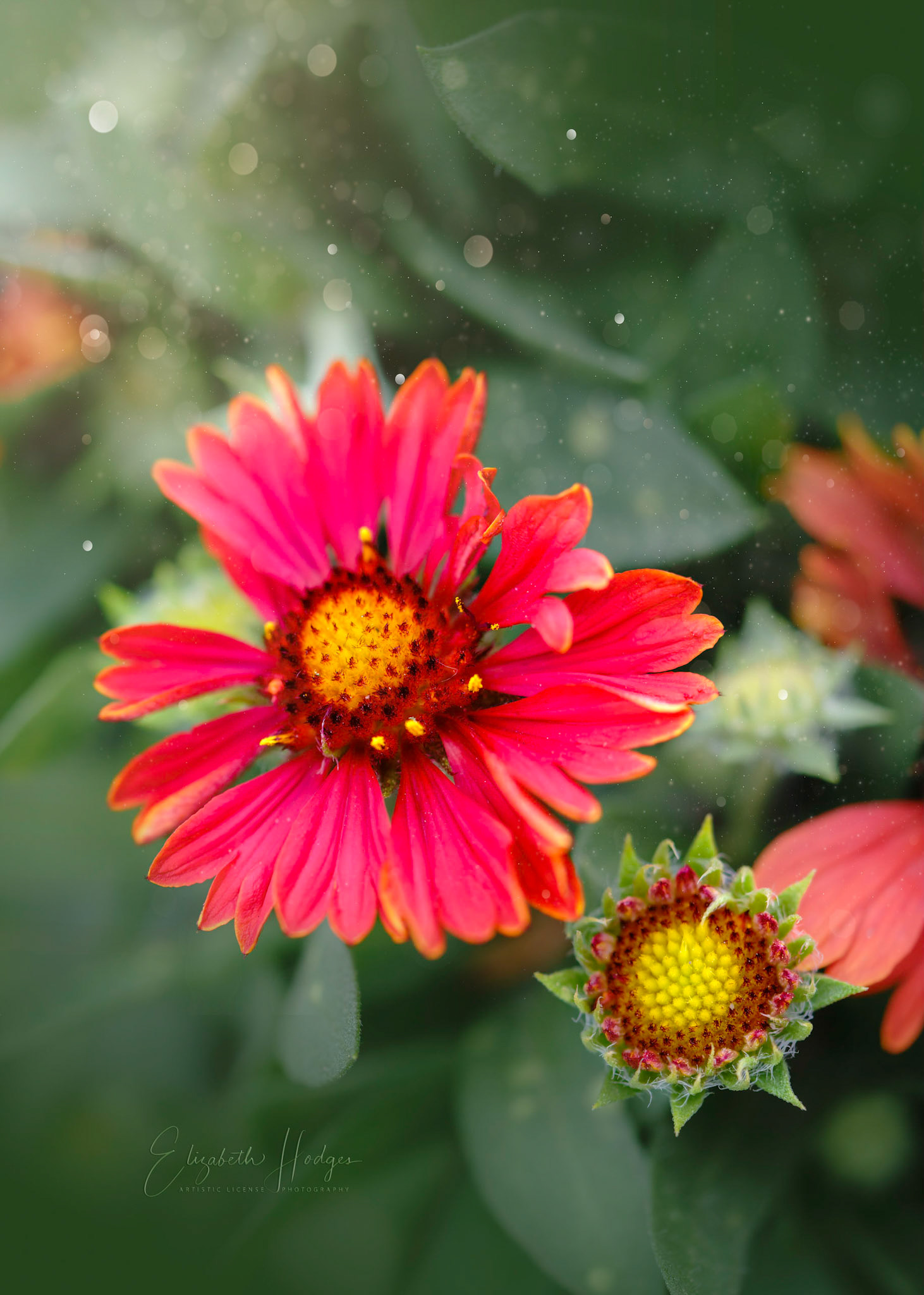 Blanket Flower