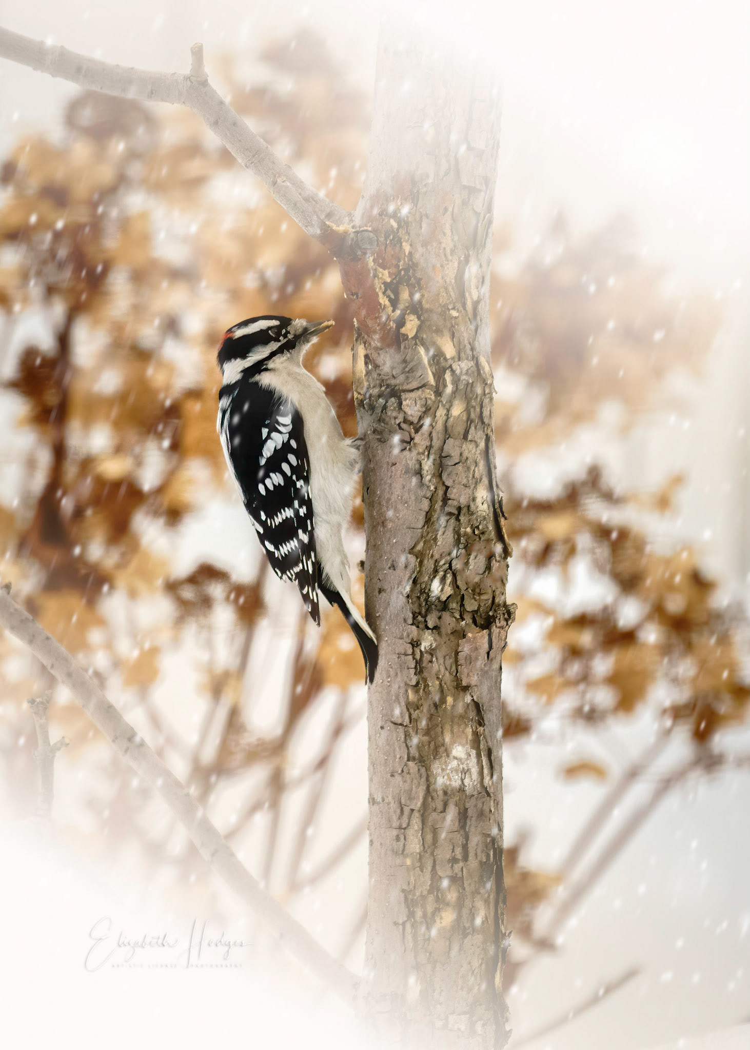 Downy Woodpecker
