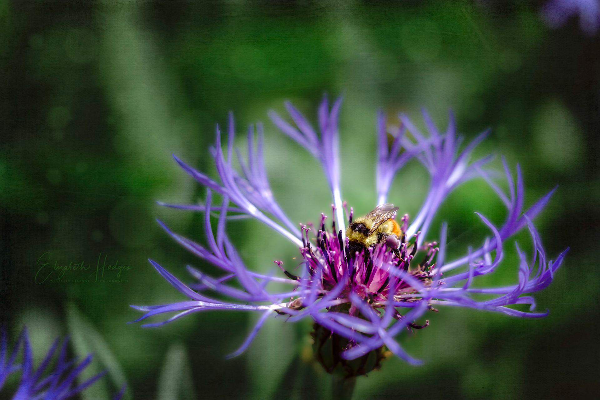Friend to the Bee