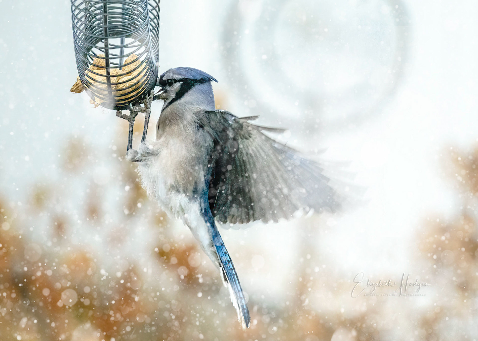 Bluejay