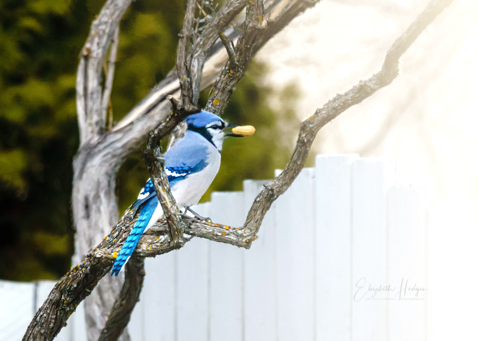 Bluejay