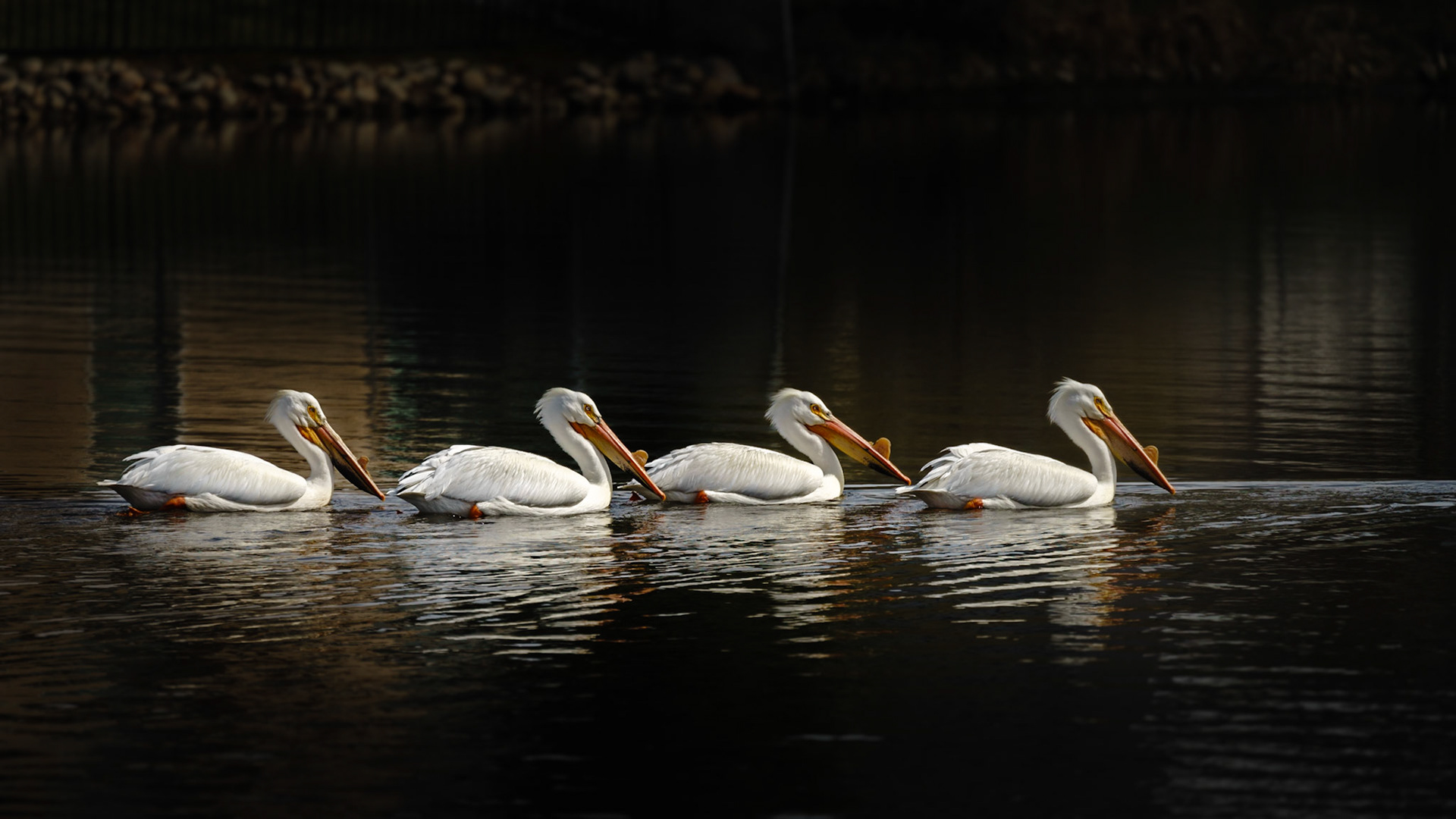 Just out for a morning tour around the lake - both this quartet and me. However, I didn't get wet, but then neither do they... really?