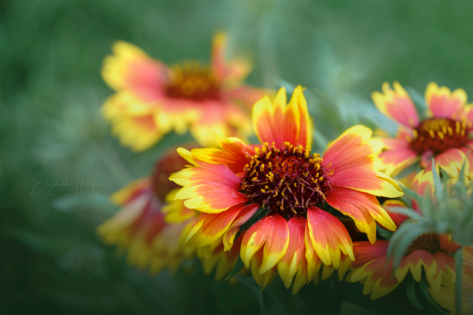Blanket Flower