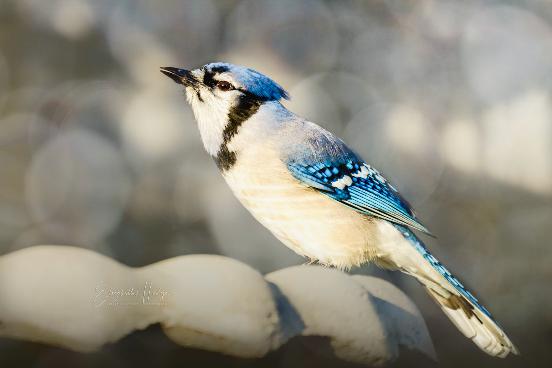 Blue Jay