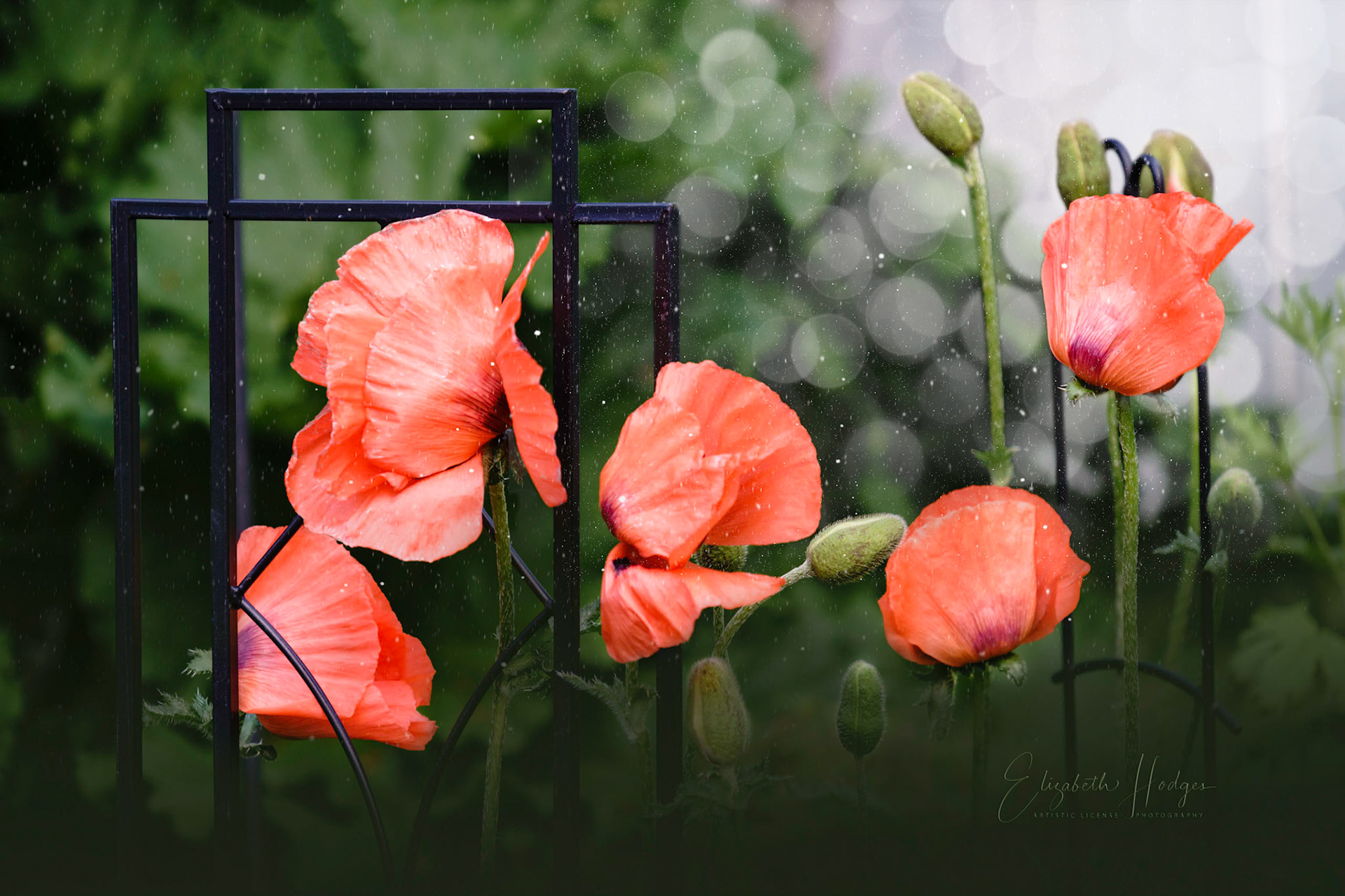 Poppies
