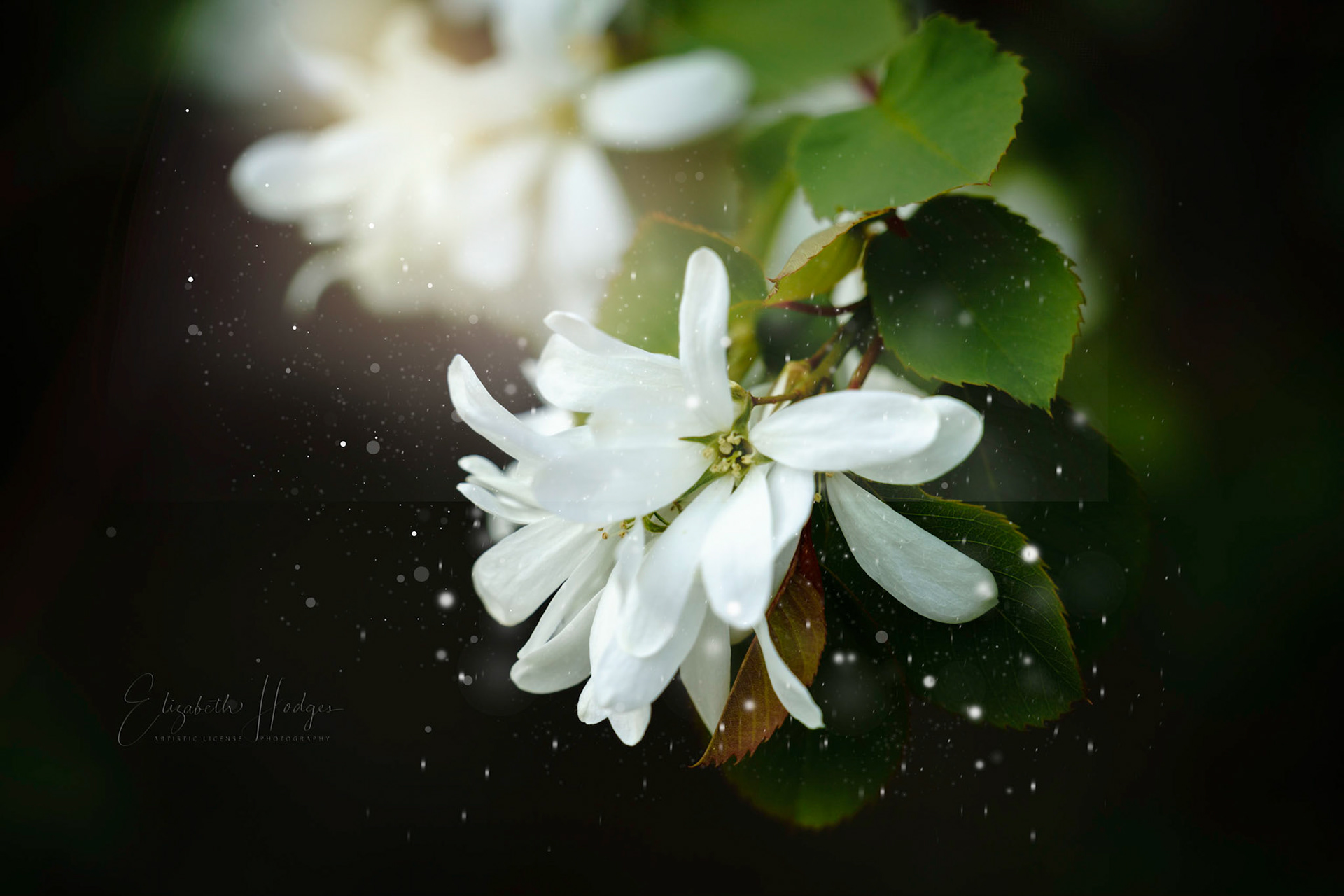 Saskatoon Berry
