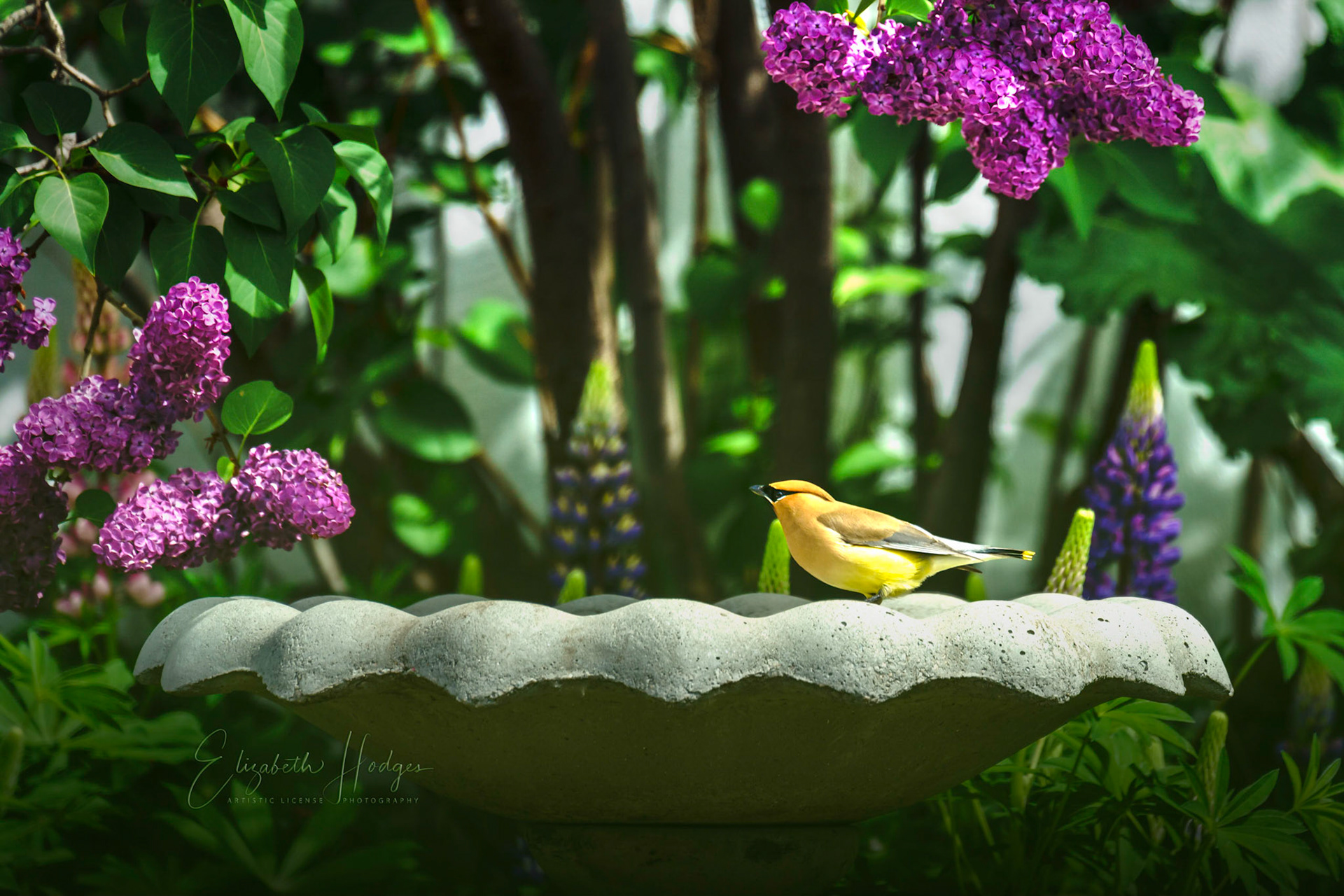 Cedar Waxwing beneath the Lilacs