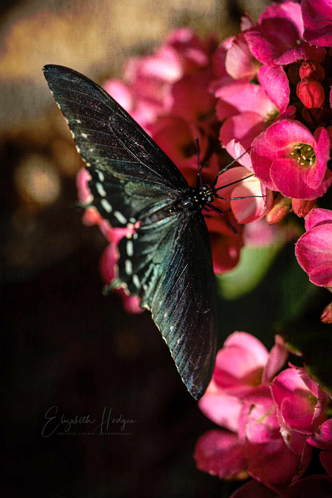 Pipevine Swallowtail Butterfly