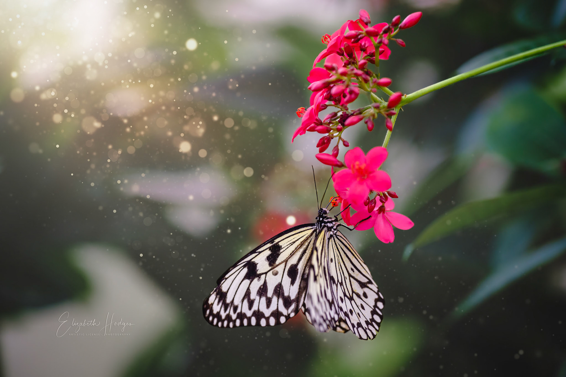 Paper Kite