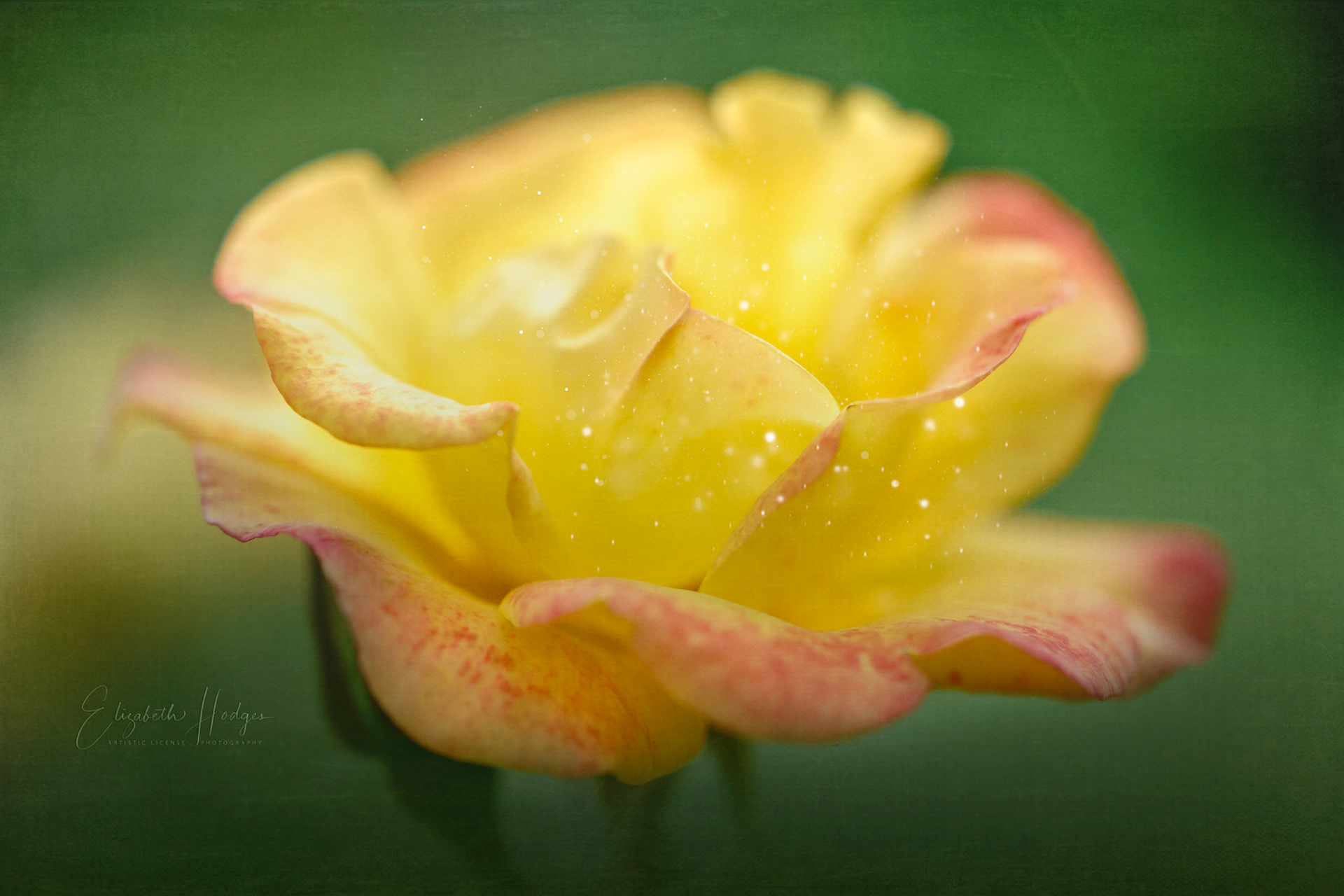 Yellow Rose