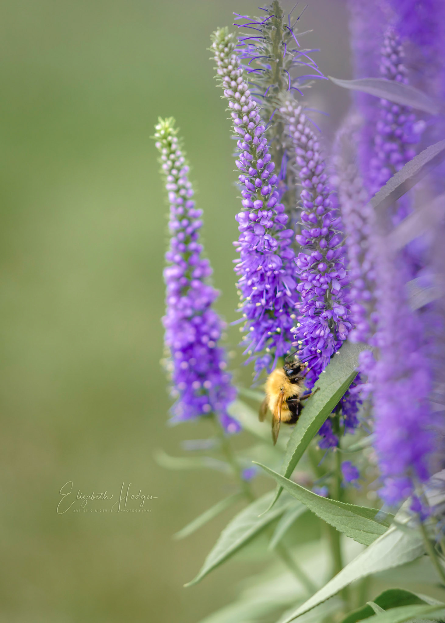 Speedwell
