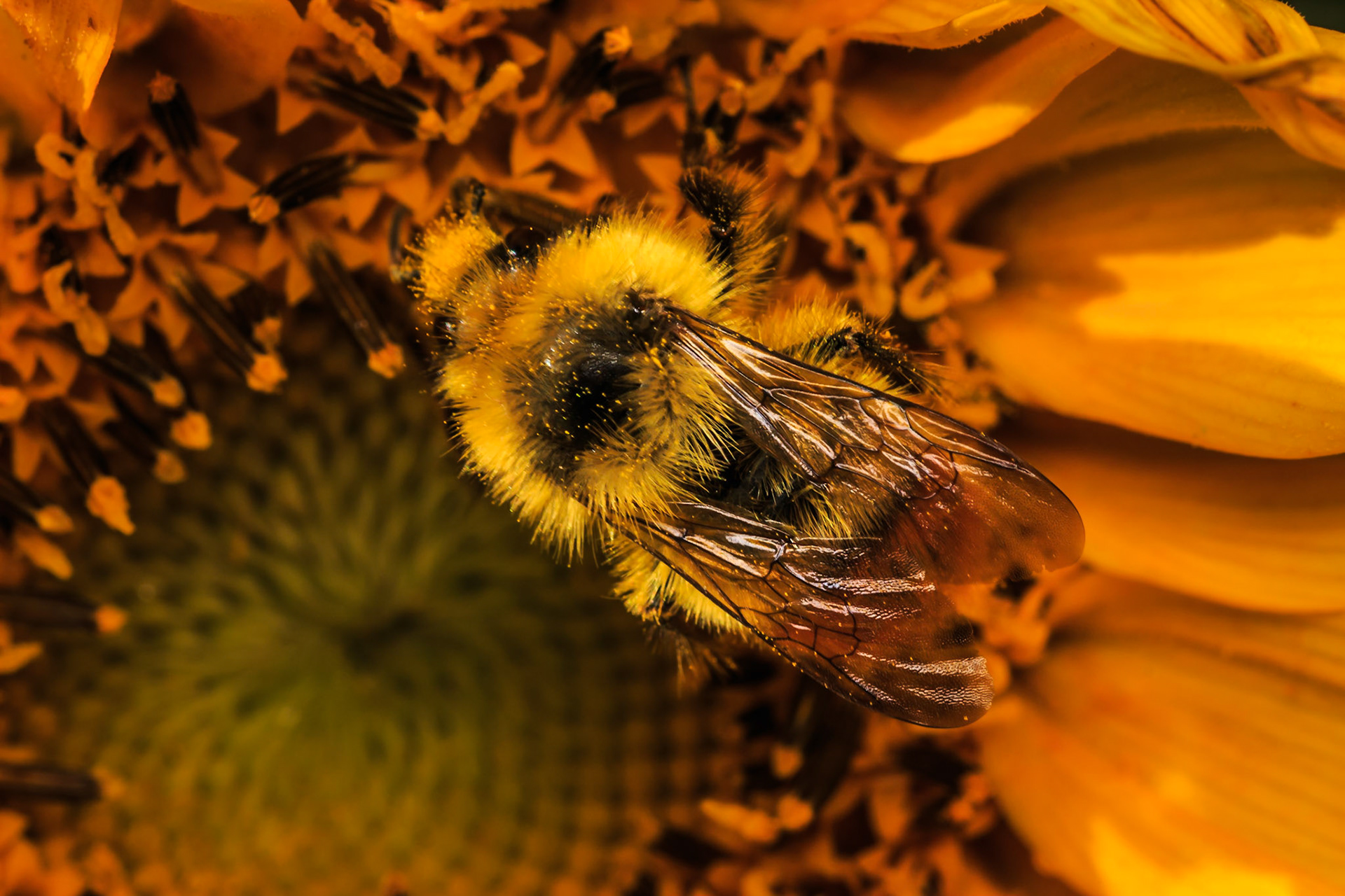 The bees seemed to really love this garden full of sunflowers.