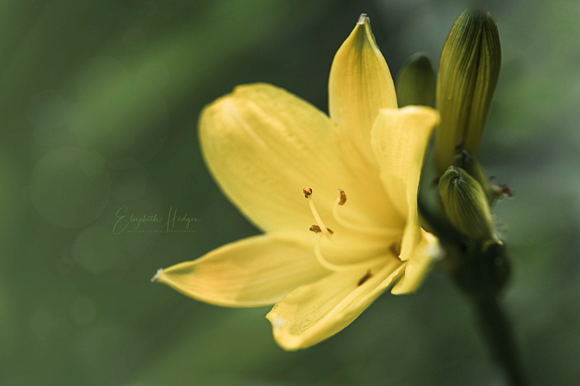 "There shall be eternal summer in the grateful heart." - Celia Thaxter