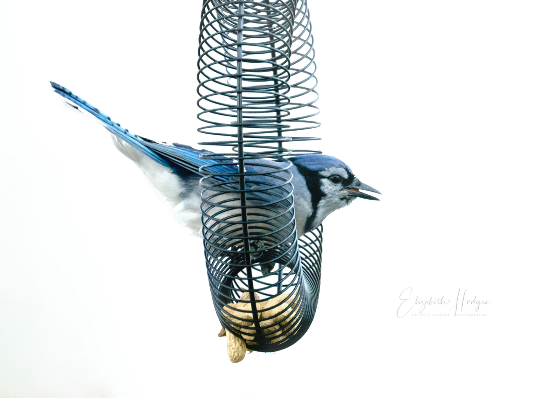 Bluejay