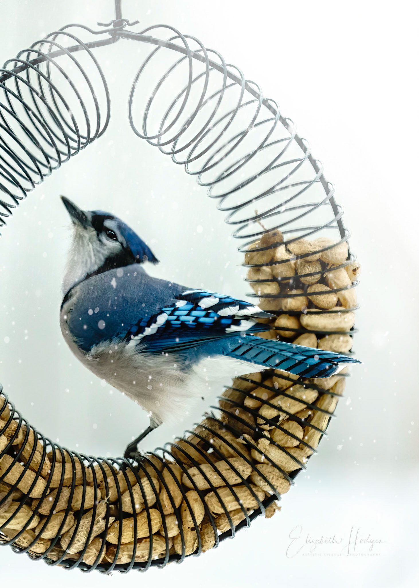 Bluejay