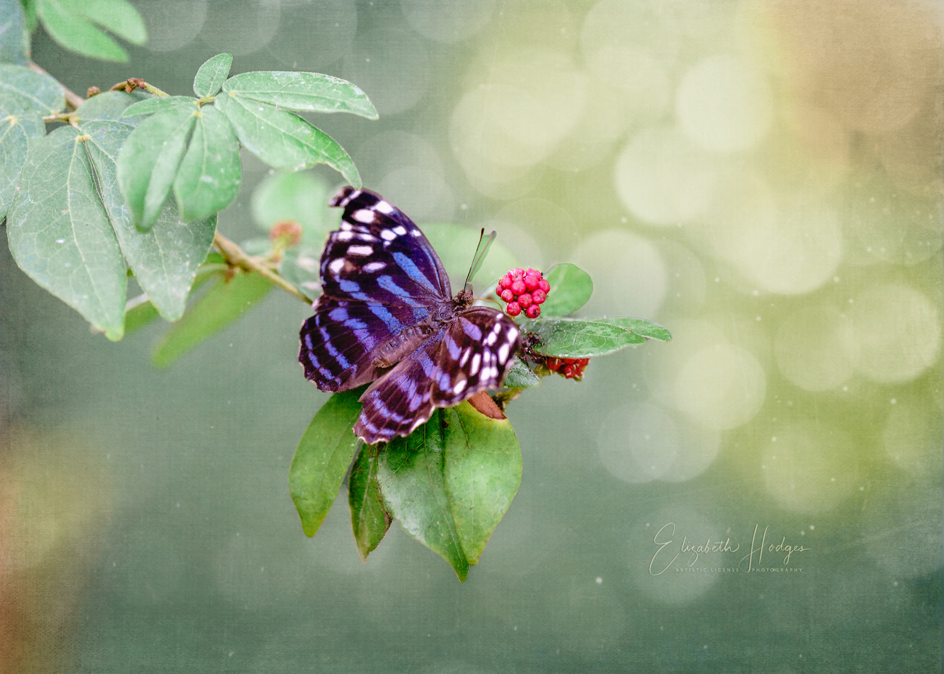 Whitened Bluewing