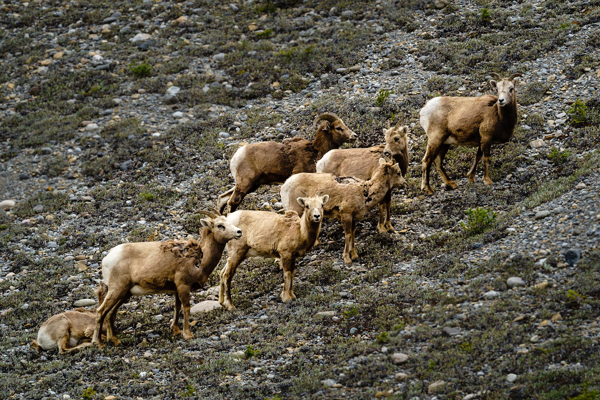 The Herd