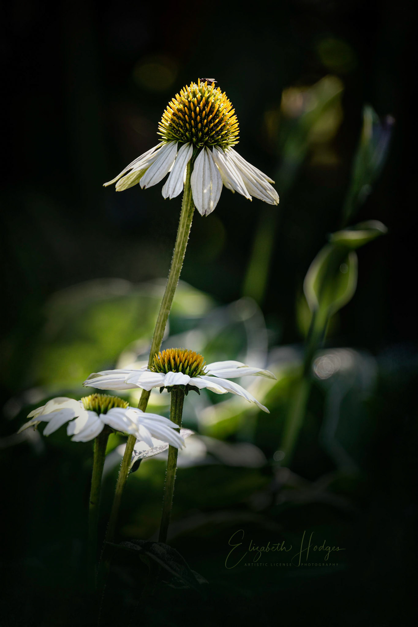 Reaching Taller