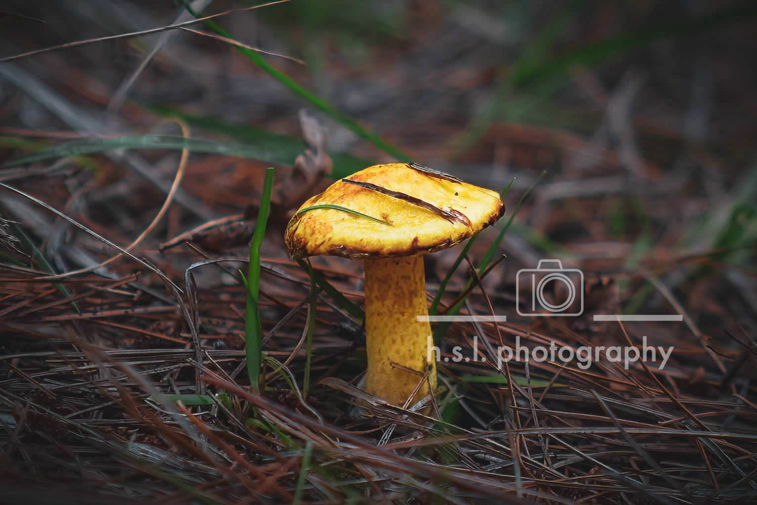 Yellow Adirondack Mushroom