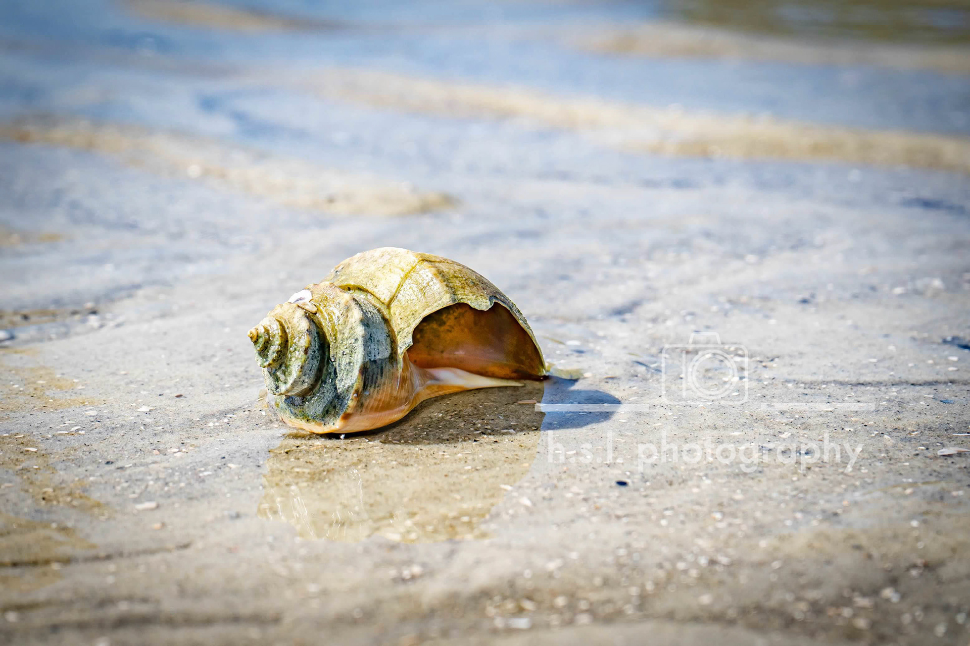 South Carolina Low Tide