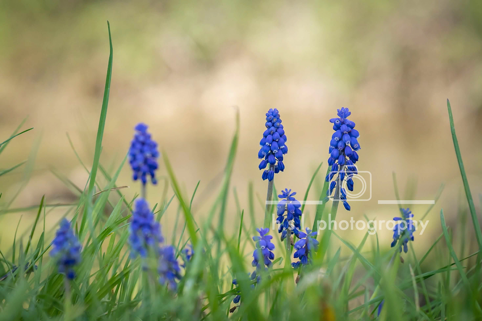 Grape Hyacinth