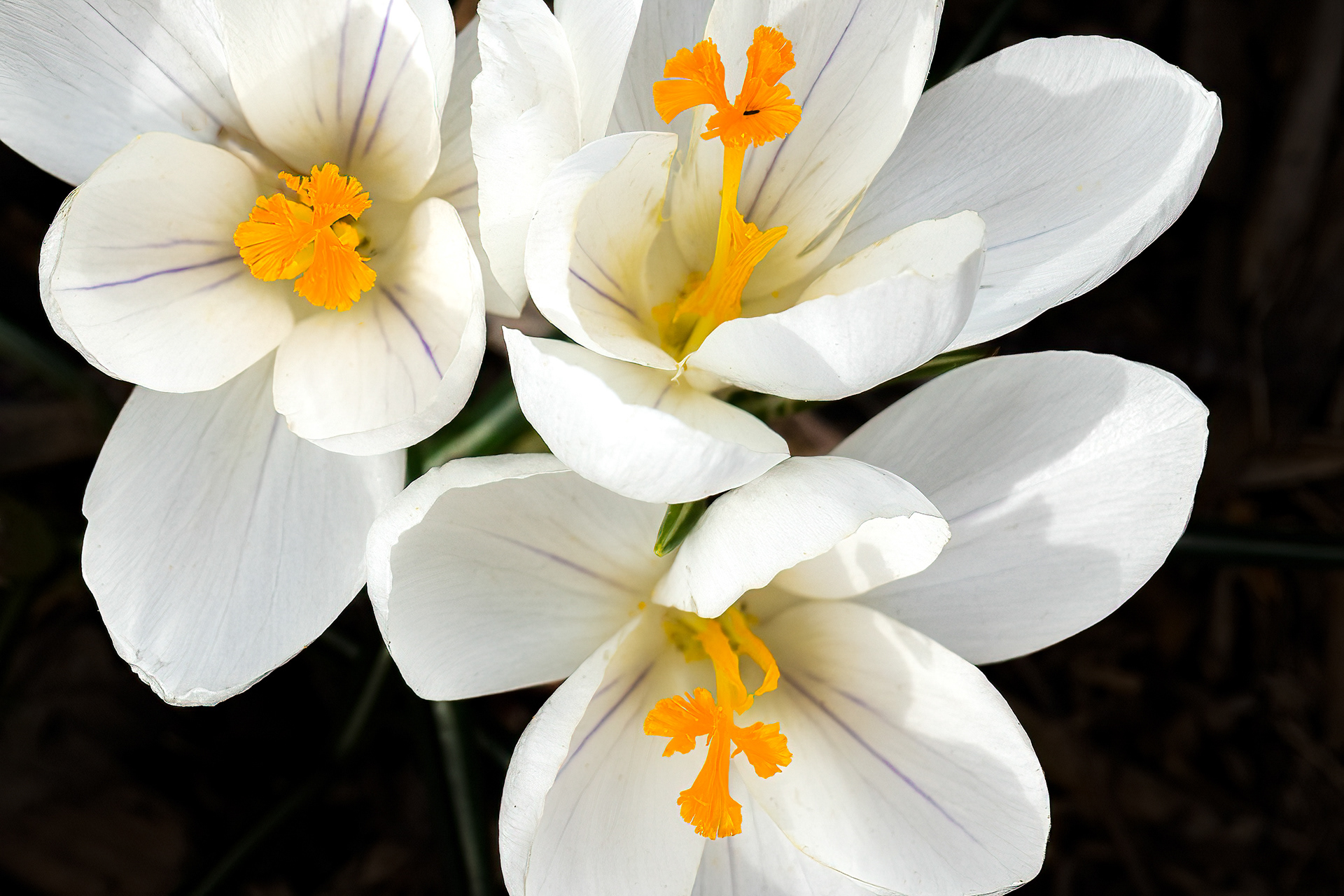 White Crocus