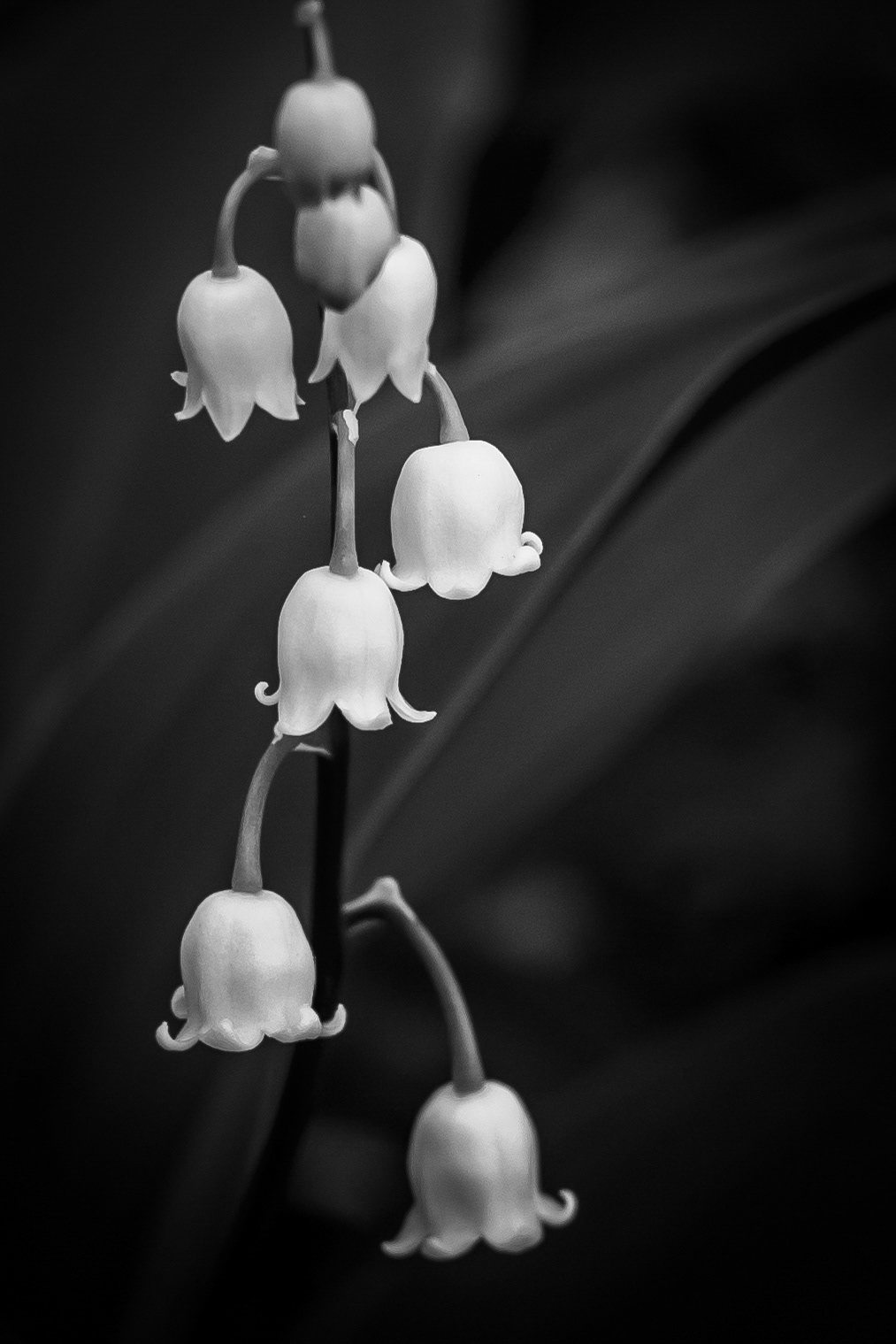 BW Lilly of the Valley