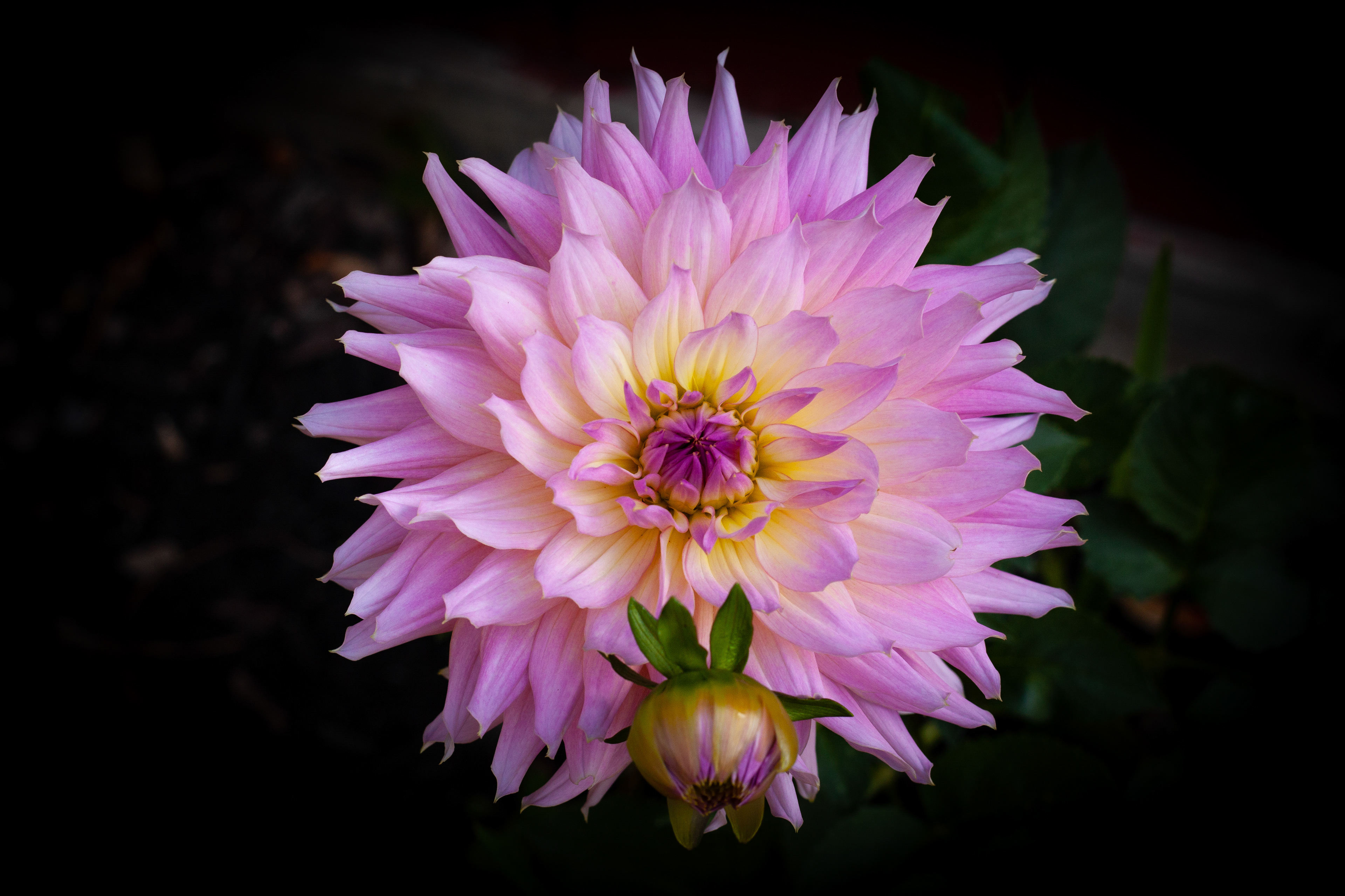 Pink Dahlia