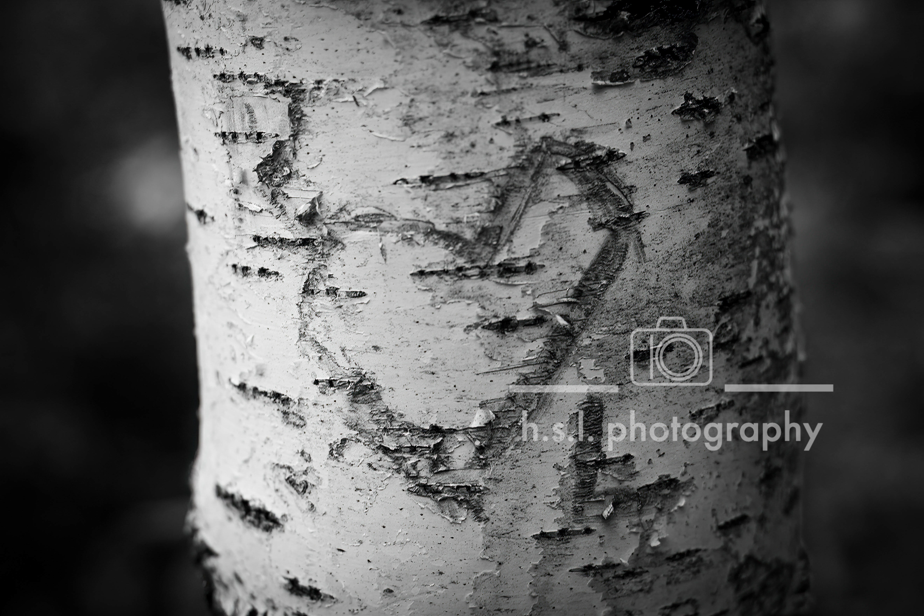 Carved Birch