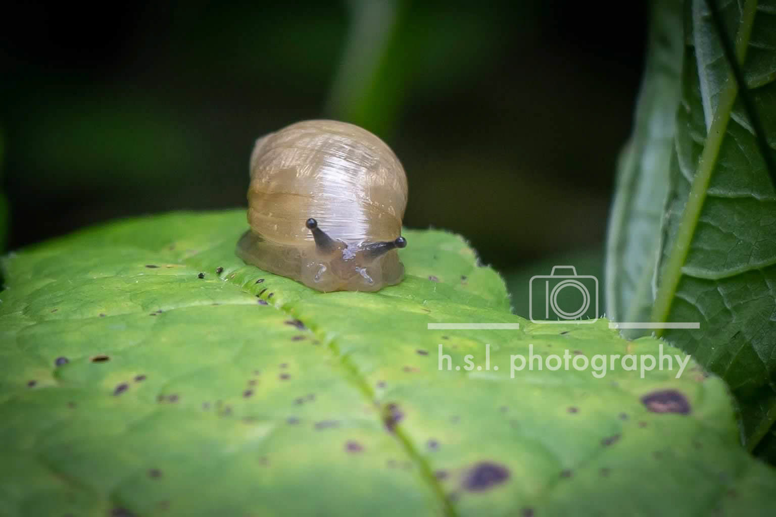 Snail