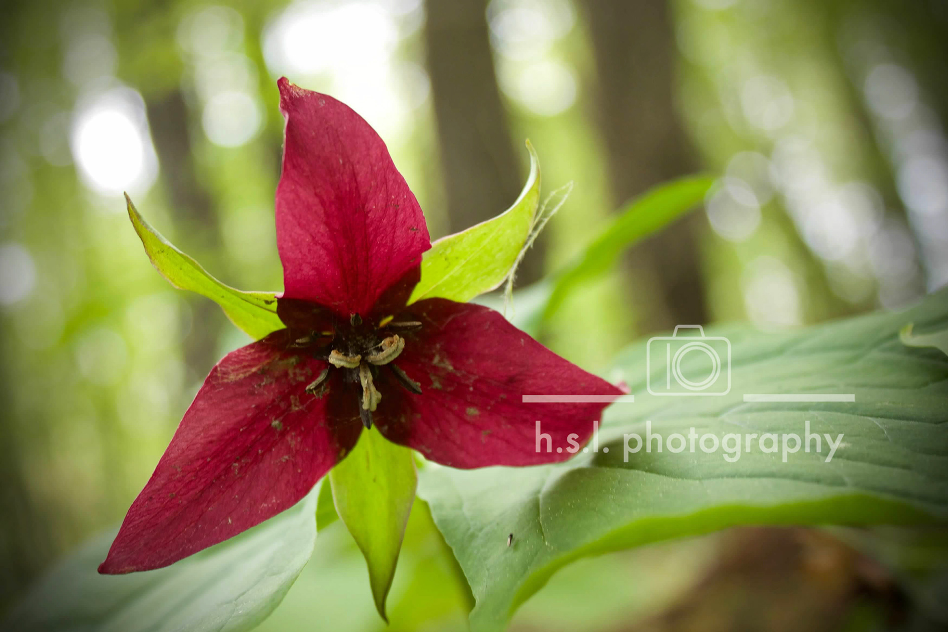 Red Trillium