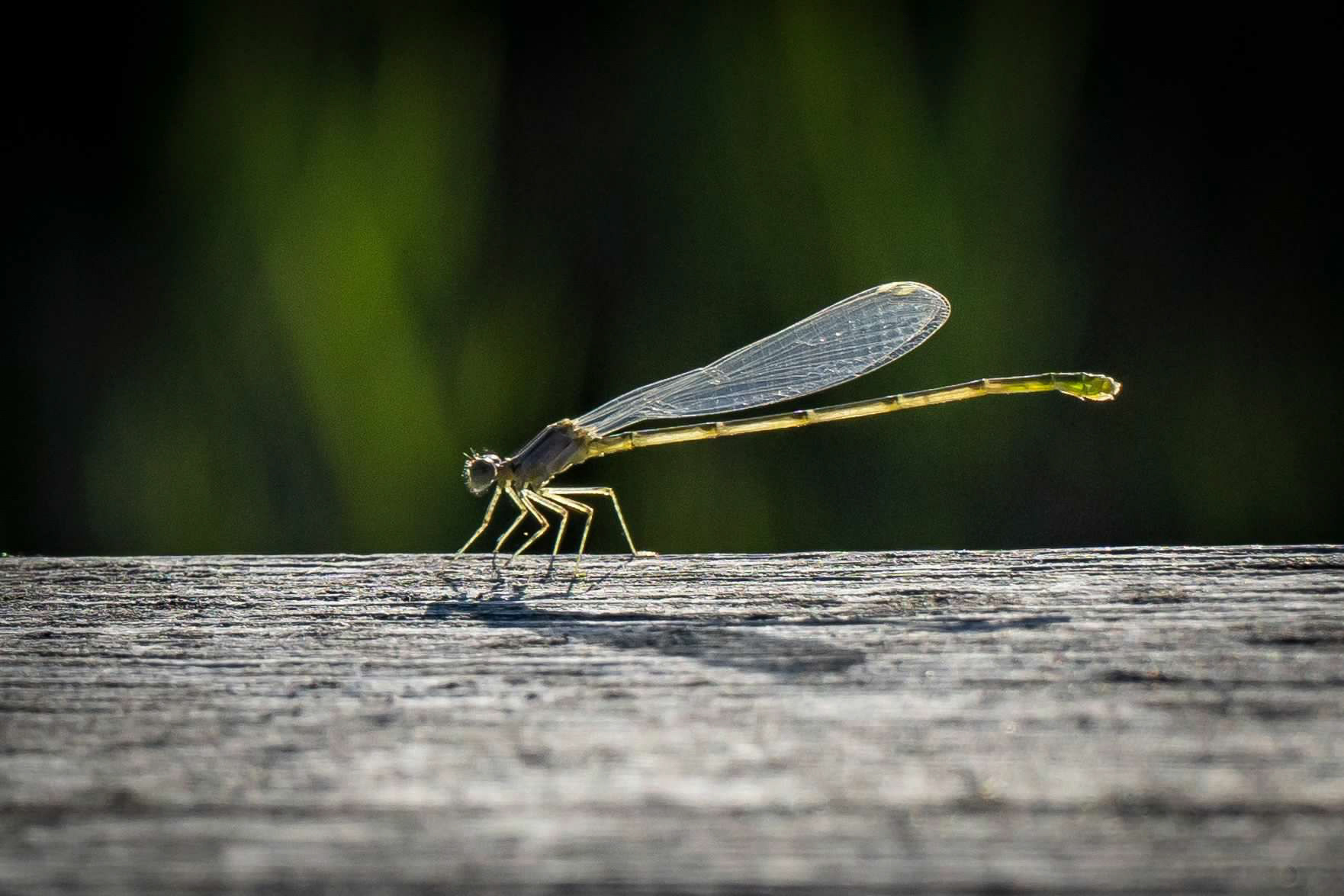 Damselfly