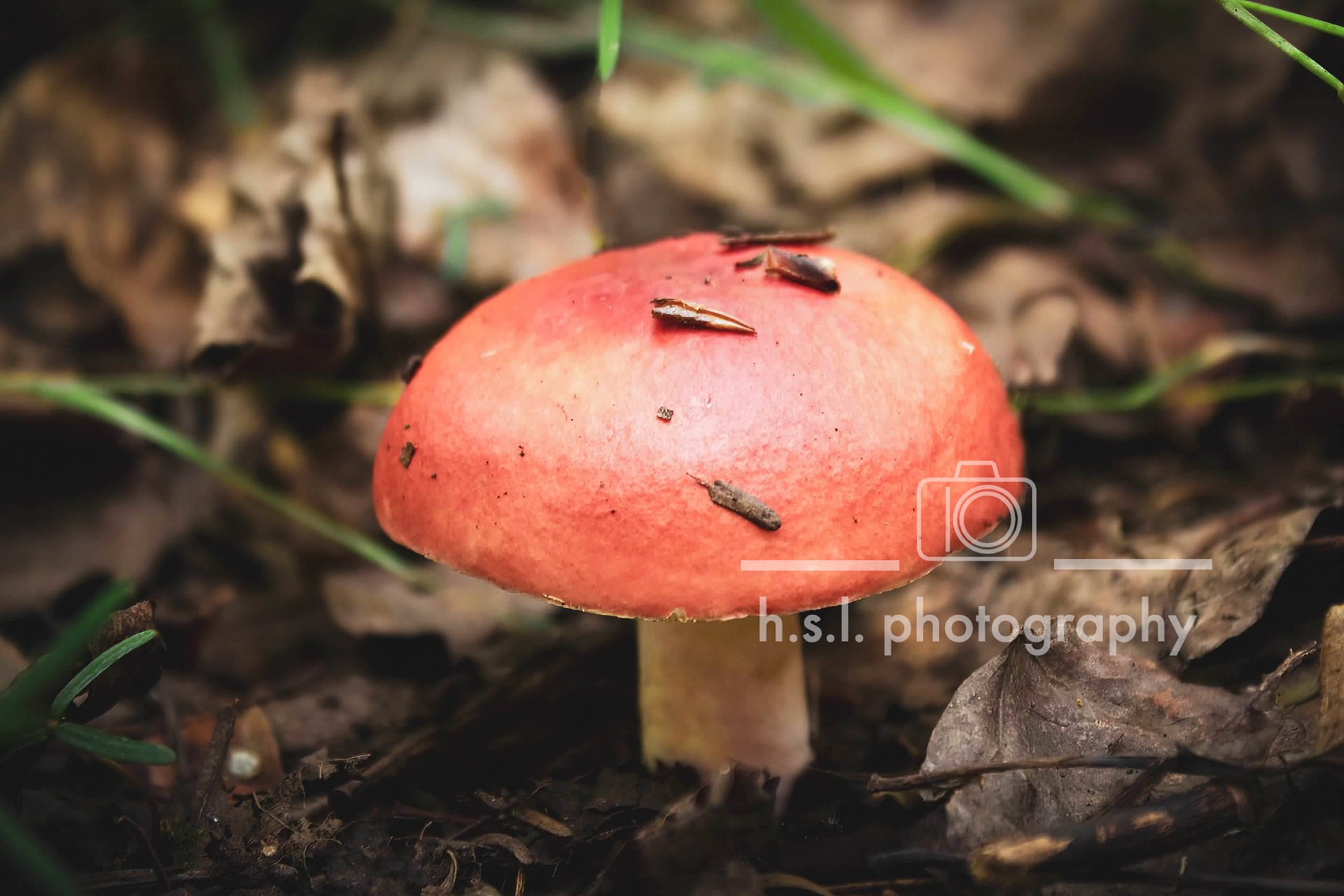 Red Adirondack Mushroom