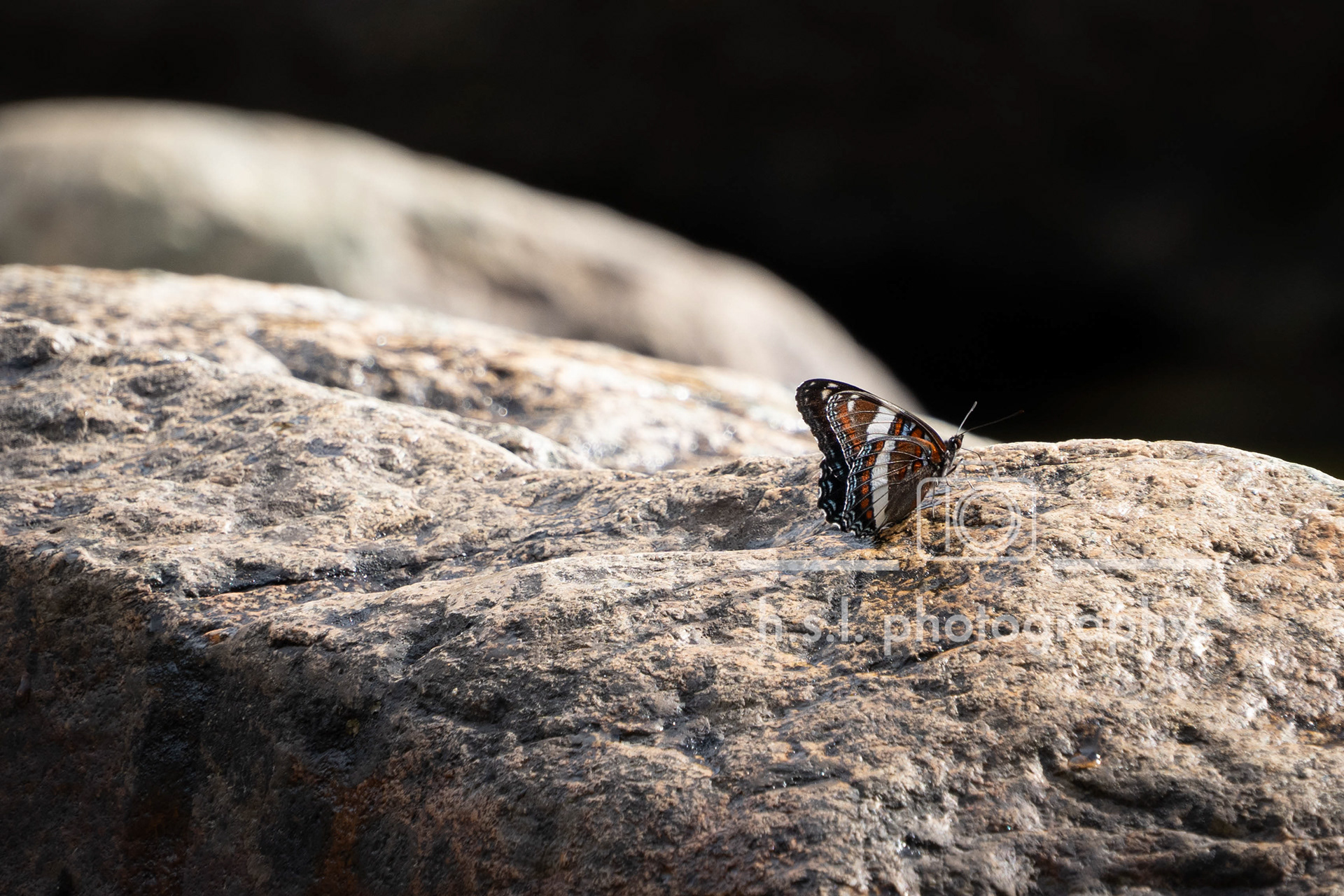White Admiral Butterfly