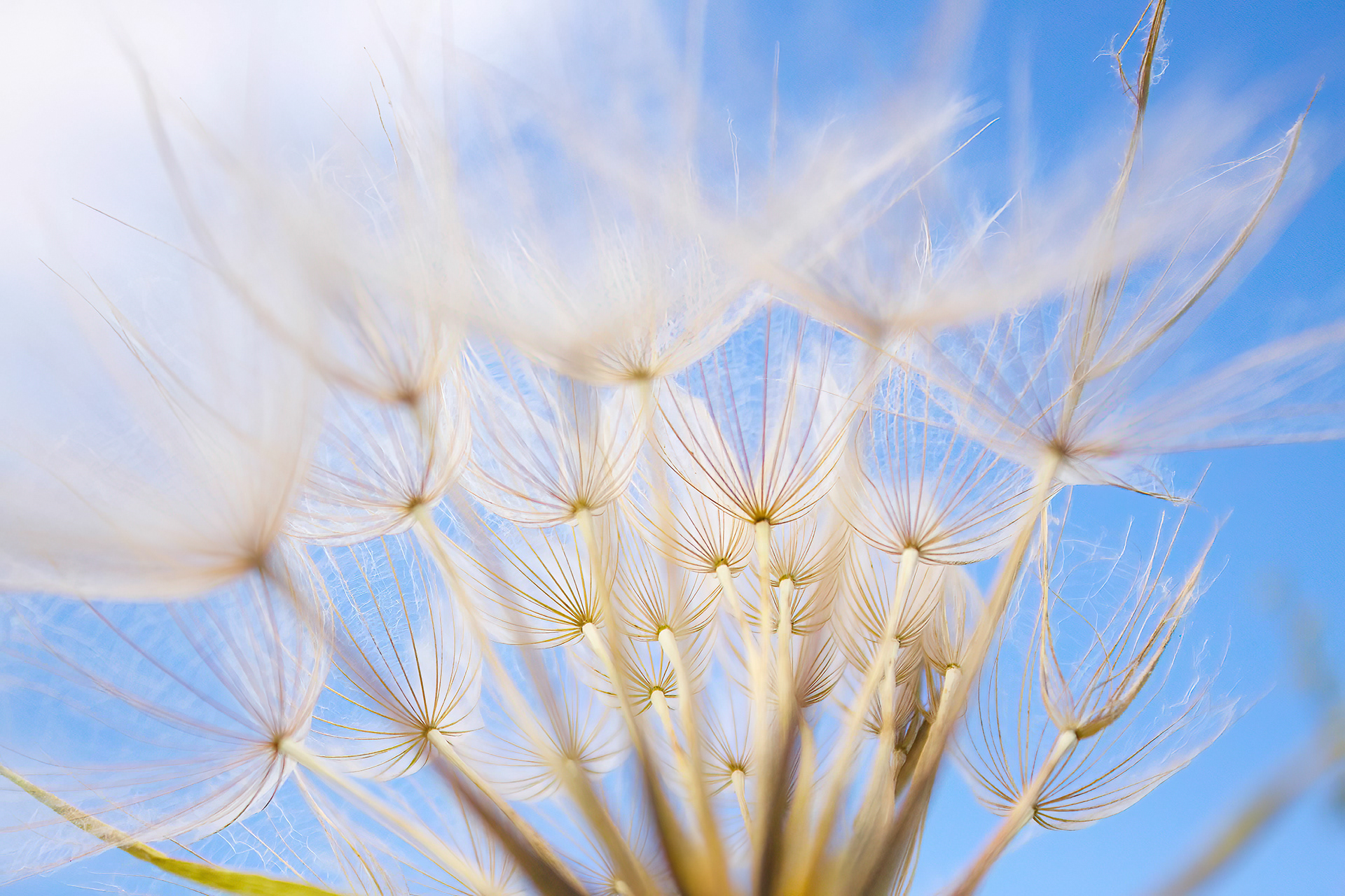 Dandelion