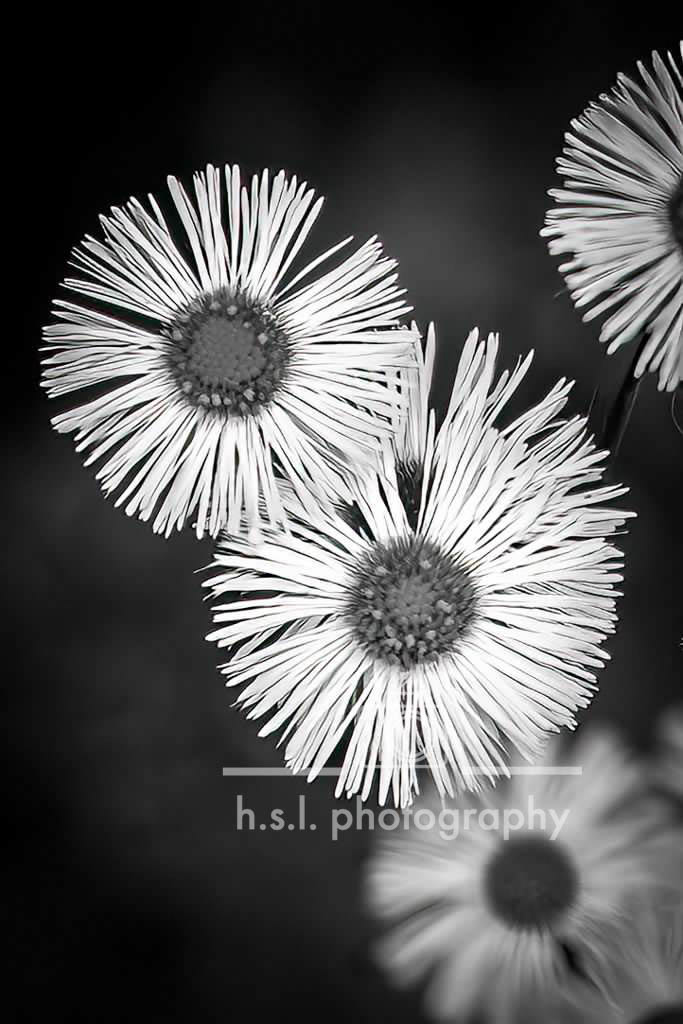 BW Aster