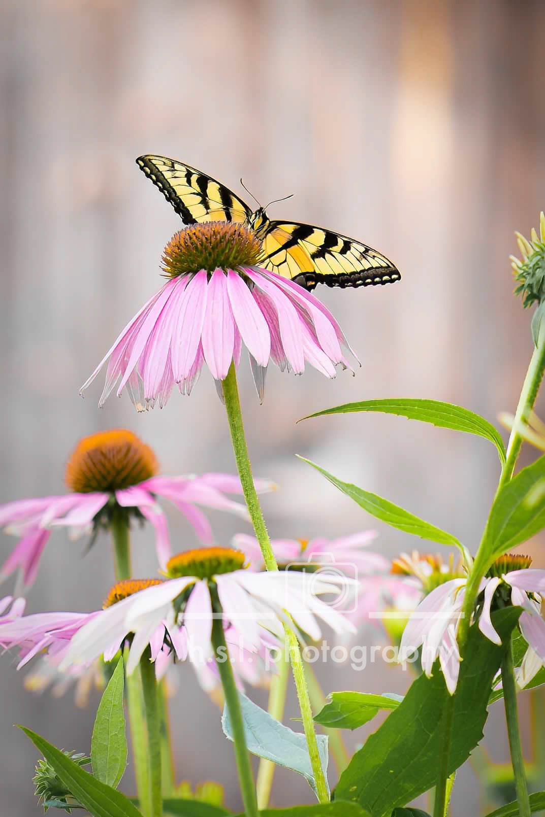 Swallowtail Butterfly on Coneflower