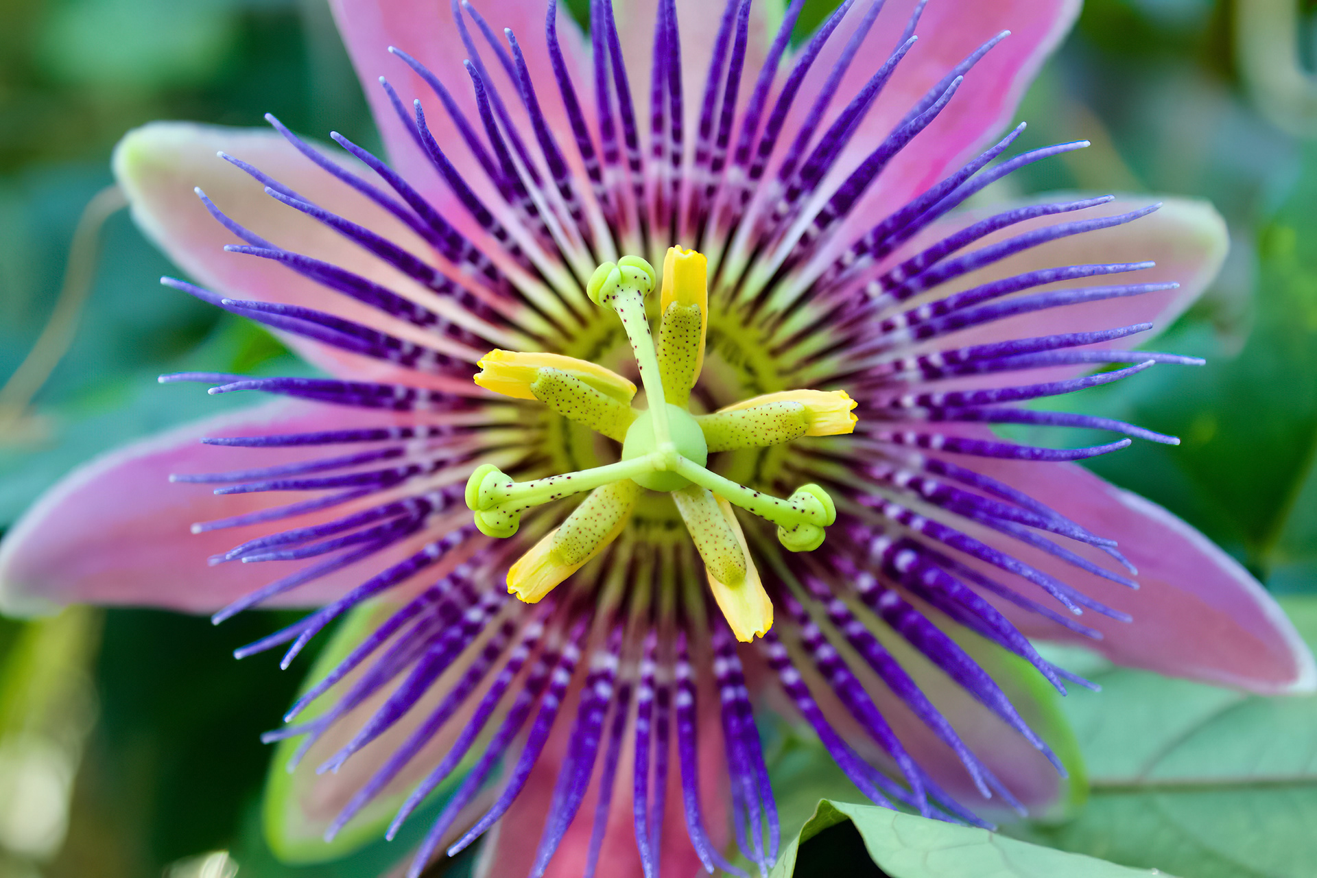 Passion Flower