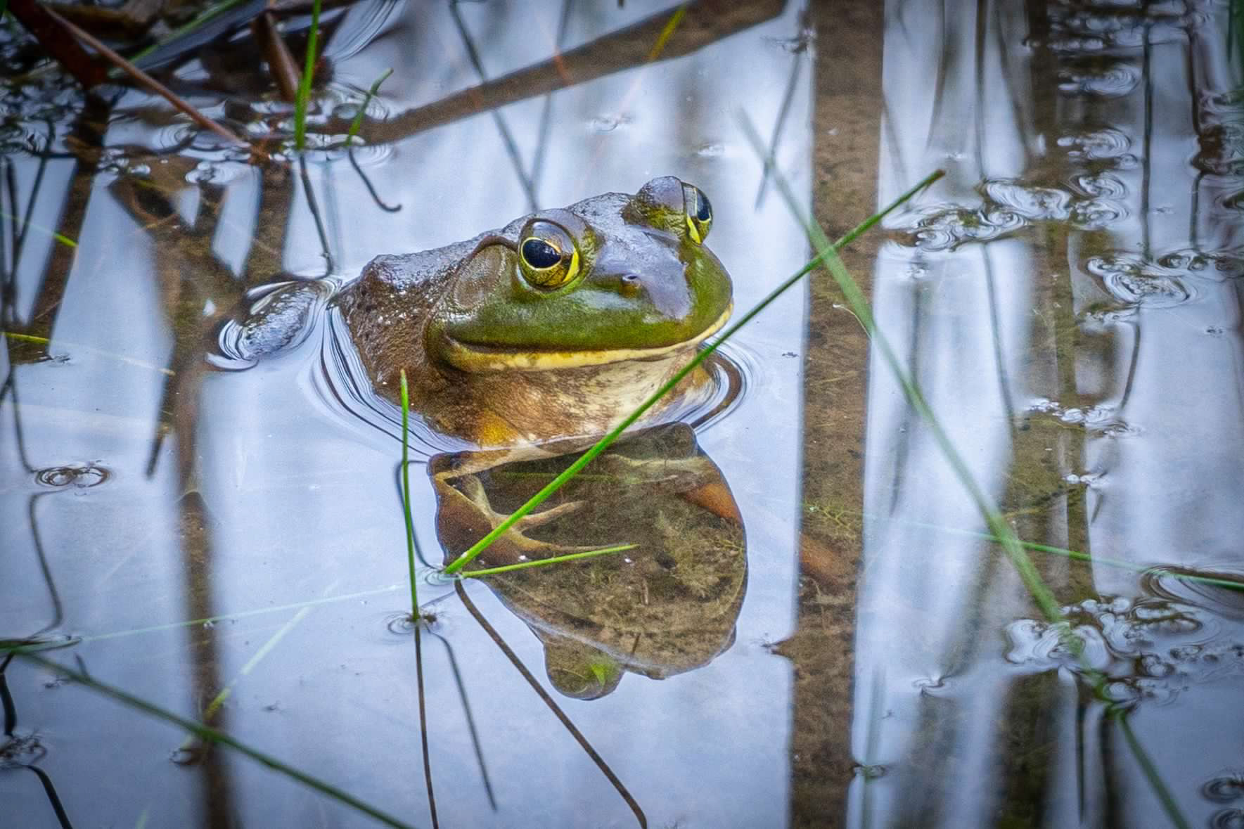 Frog Reflection