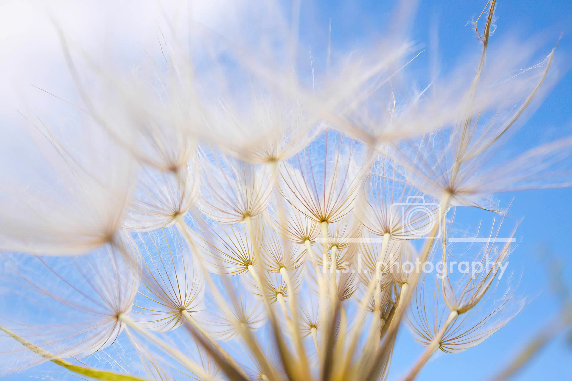 Dandilion