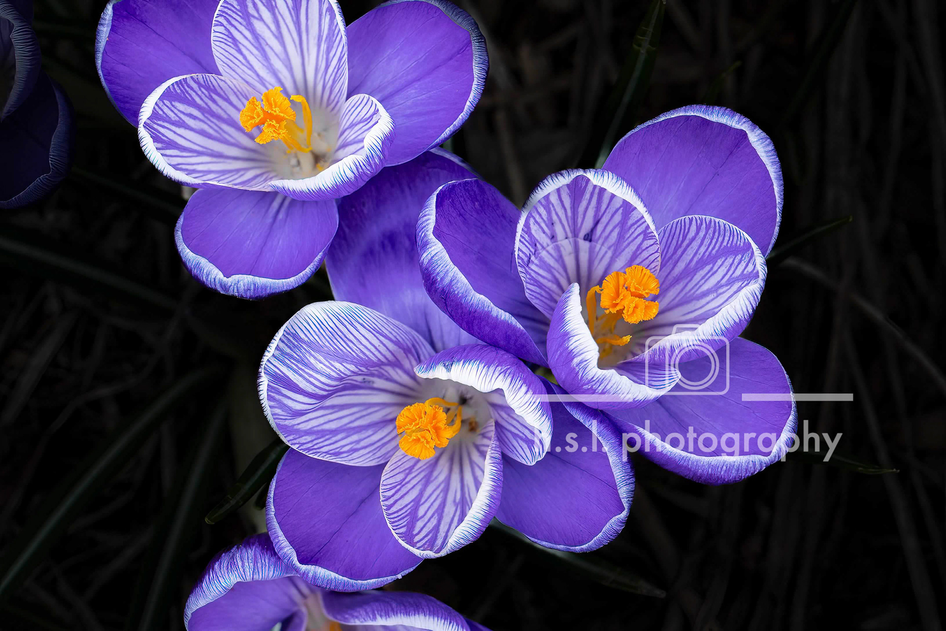 Purple Crocus