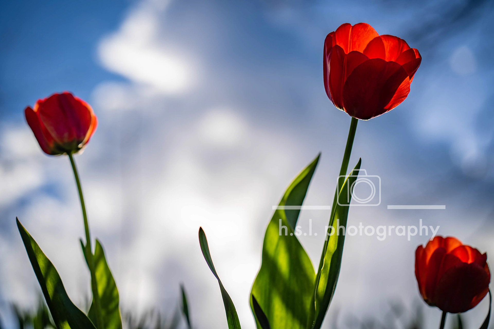 Red Tulips