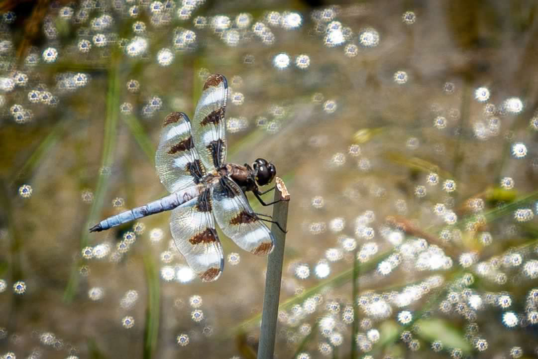 Dragonfly on a Stem
