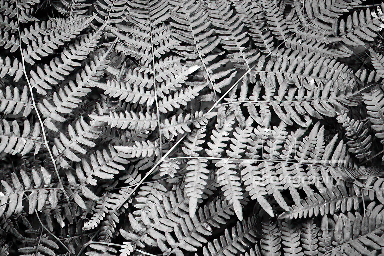 BW Ferns