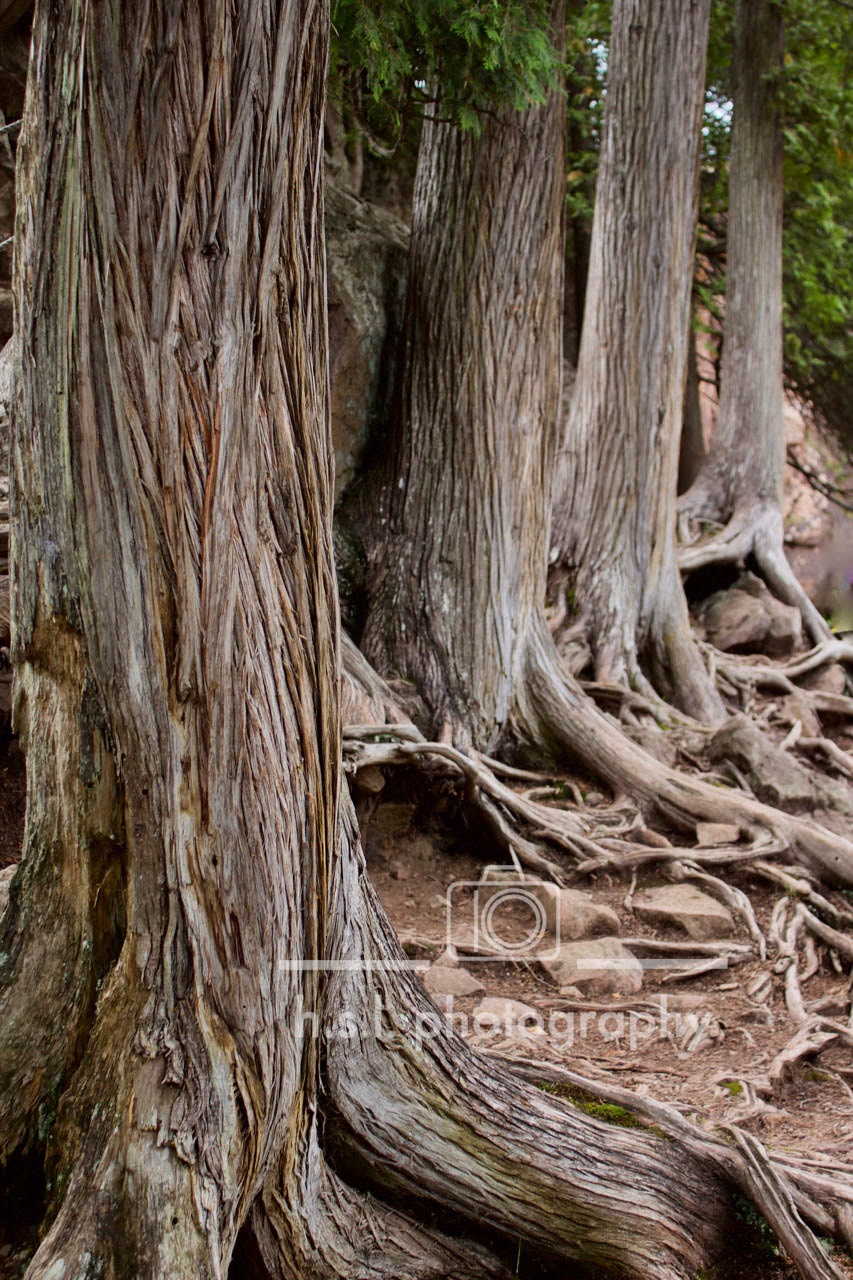 Cedar Trees