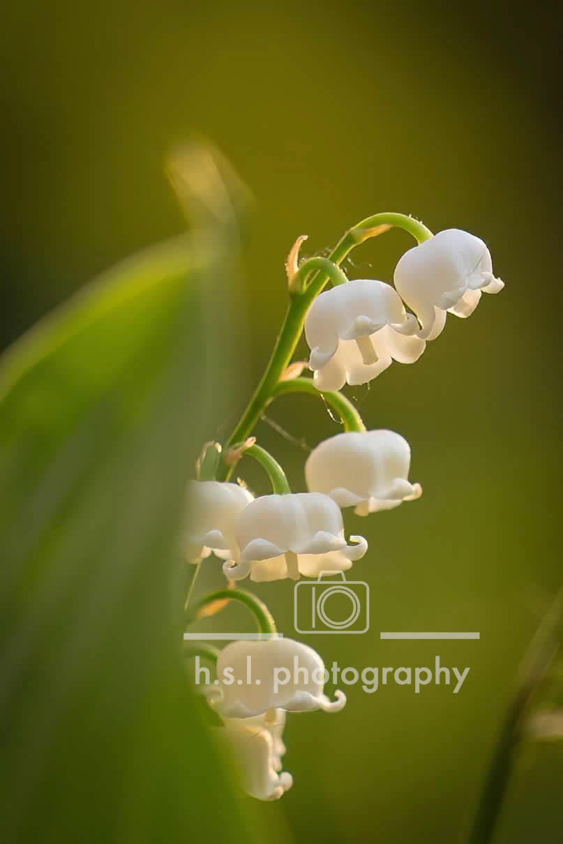 Lily of the Valley
