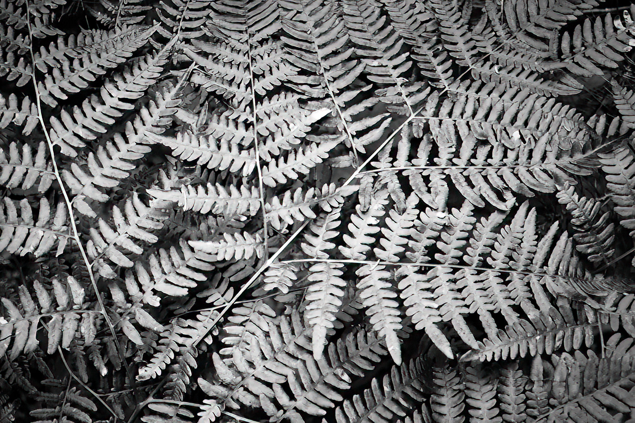 BW Fern
