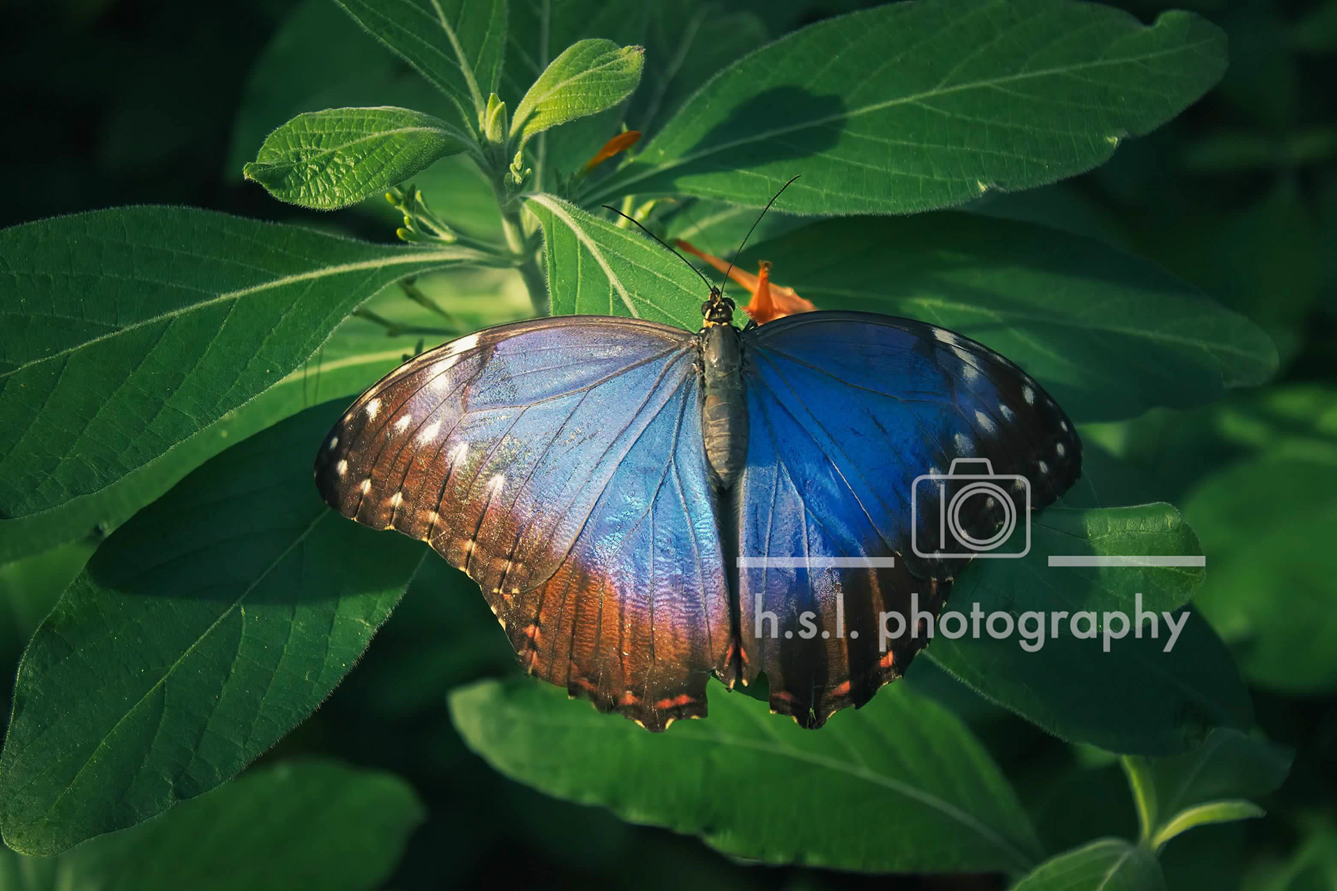 Blue Morpho Butterfly