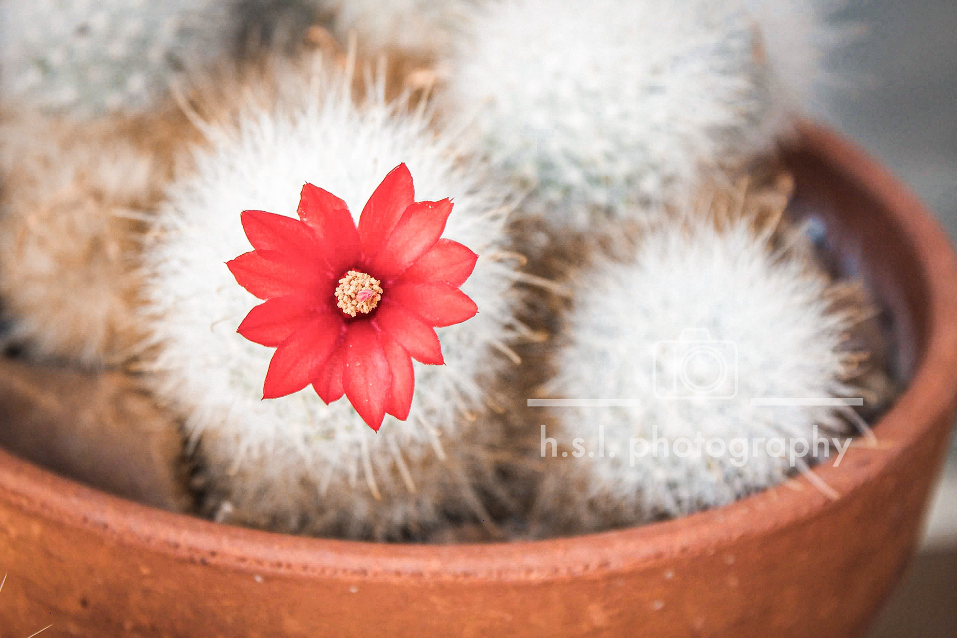 Flowering Pincushion Cactus